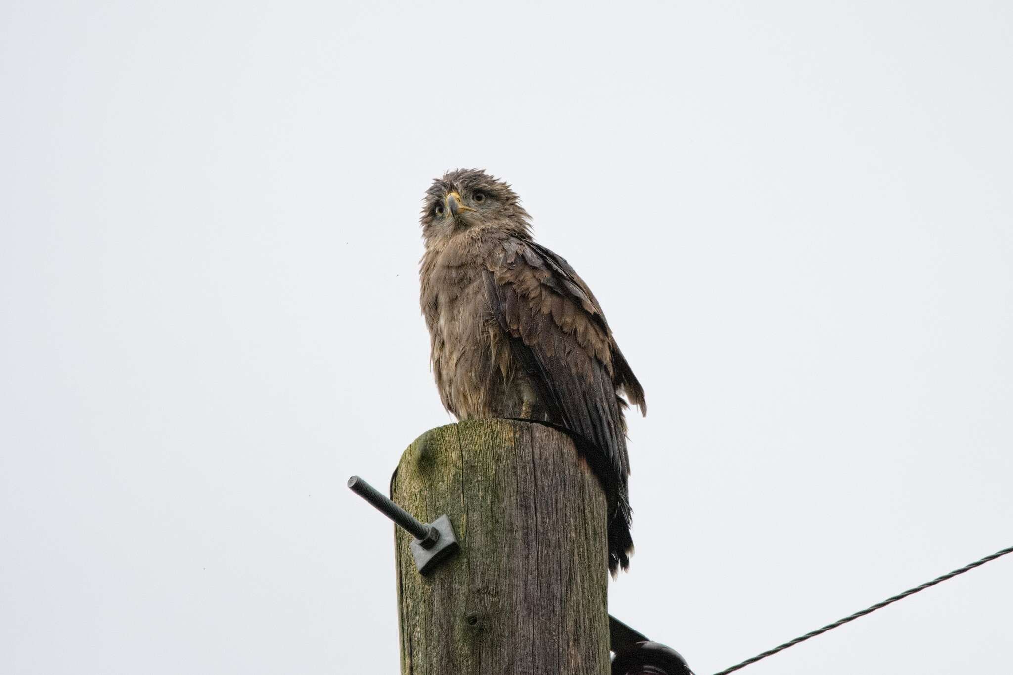 Image of Banded Snake-Eagle