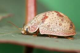 Imagem de <i>Paropsis charybdis</i>