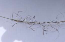 Image of Austrostipa nodosa (S. T. Blake) S. W. L. Jacobs & J. Everett