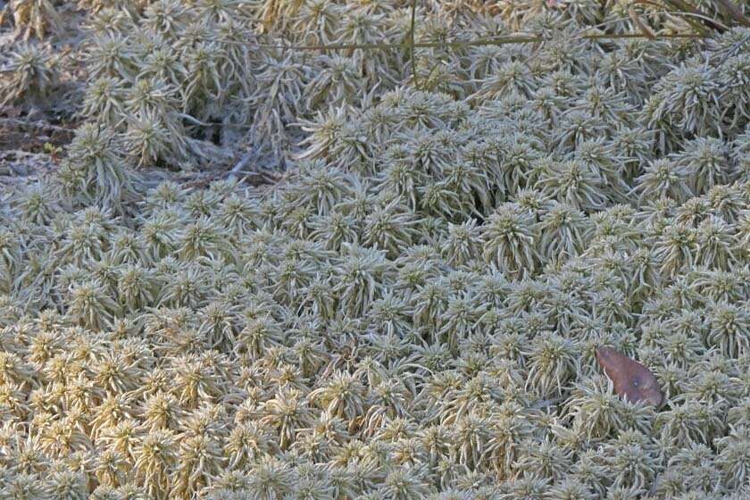 Image of Torrey's sphagnum