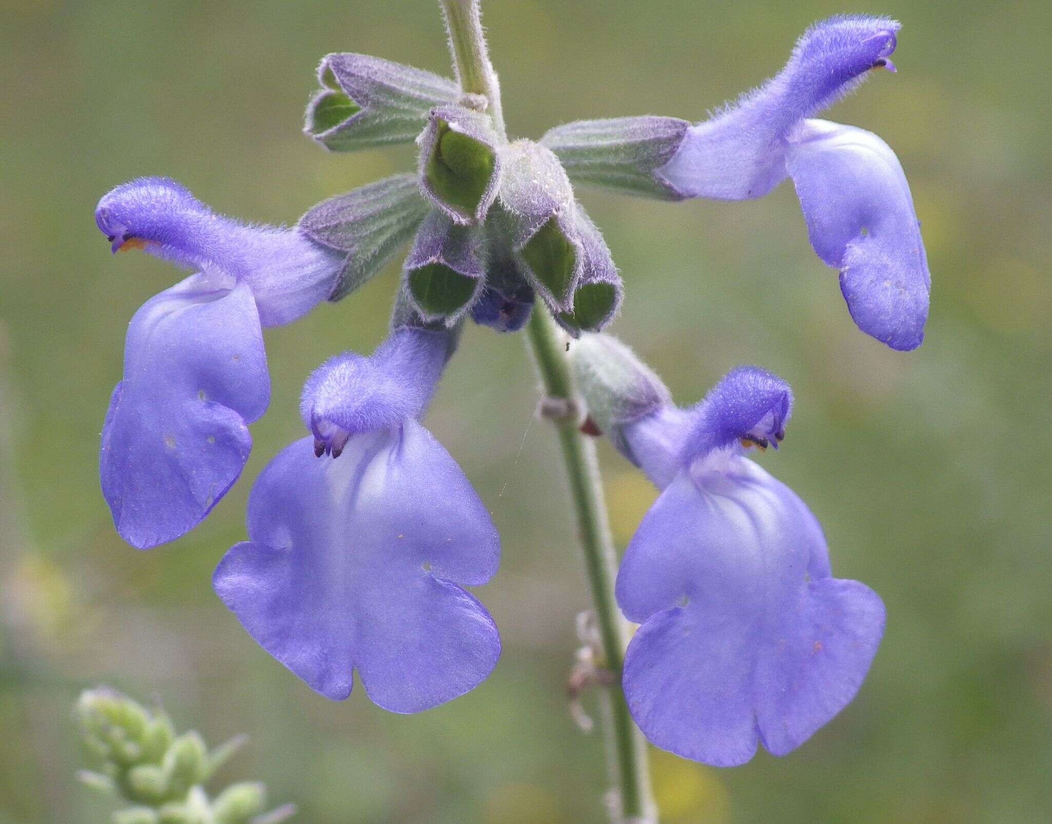 Image of azure blue sage