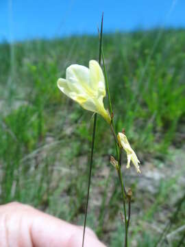 Image of Hesperantha lactea Baker