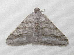 Image of <i>Digrammia pallorata</i> Ferguson (2008)