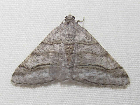 Image of <i>Digrammia pallorata</i> Ferguson (2008)