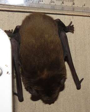 Image of African Yellow Bat