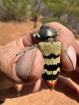 Image of Temognatha murrayi (Gemminger & Harold 1869)