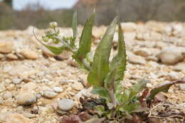 صورة Crepis alpina L.