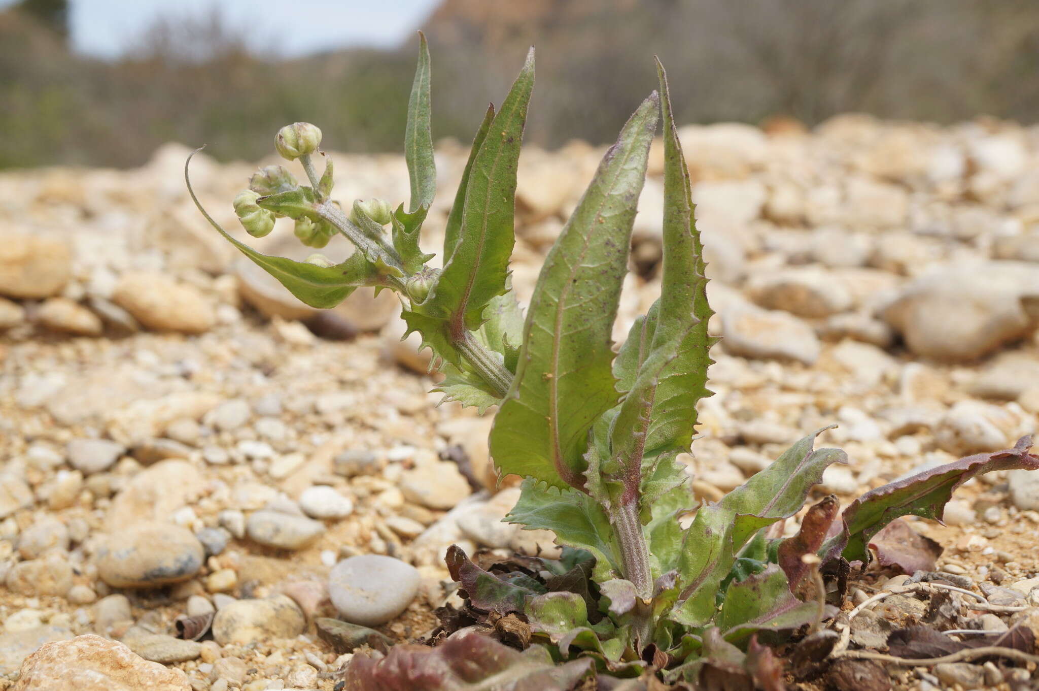 Image of Crepis alpina L.