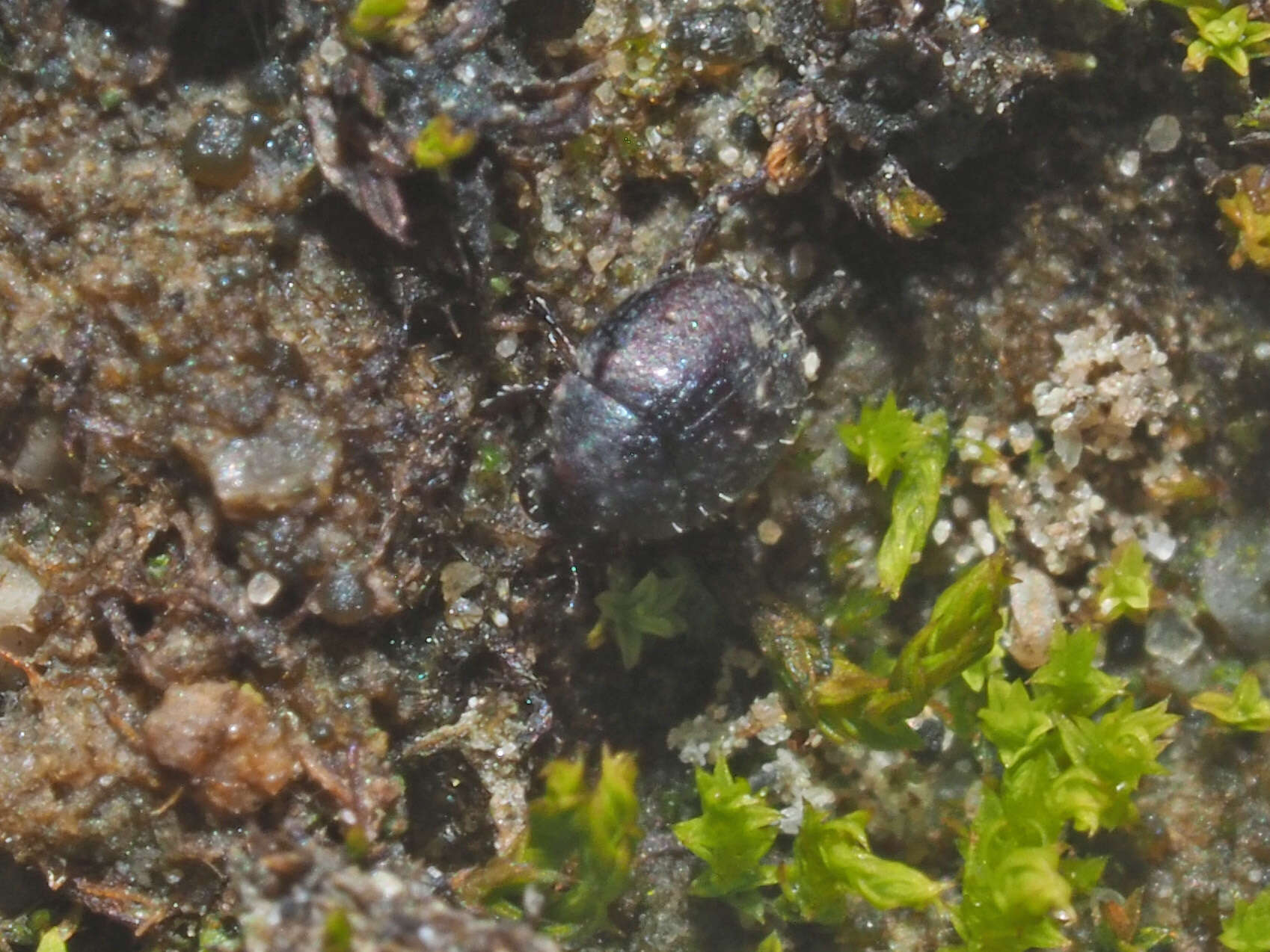Image of Chaetophora