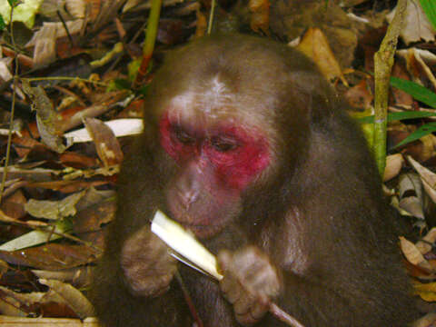 Image of Bear Macaque