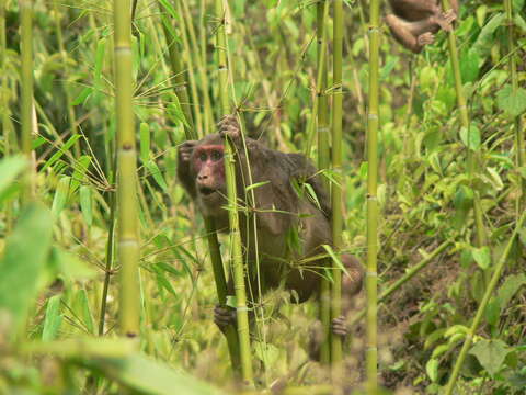 Слика од Macaca arctoides (I. Geoffroy Saint-Hilaire 1831)