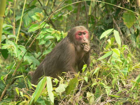 Слика од Macaca arctoides (I. Geoffroy Saint-Hilaire 1831)