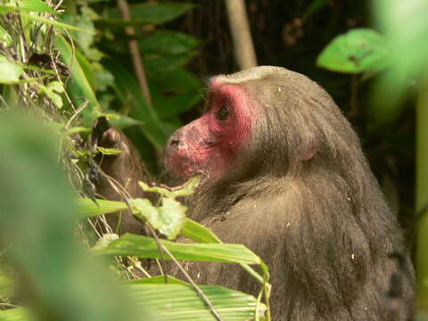 Image of Bear Macaque