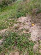 Image of Heliopsis longipes (A. Gray) S. F. Blake