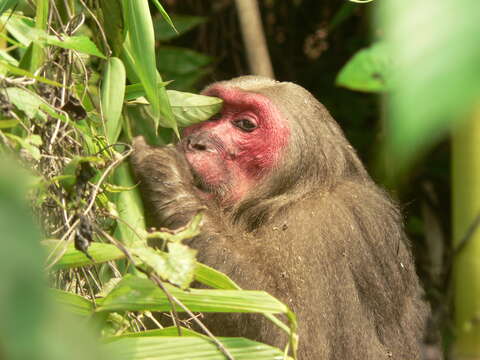 Слика од Macaca arctoides (I. Geoffroy Saint-Hilaire 1831)