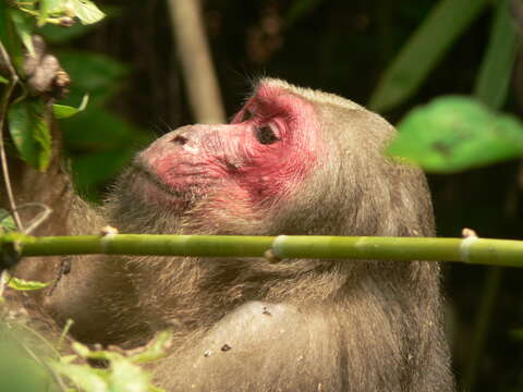 Image of Bear Macaque