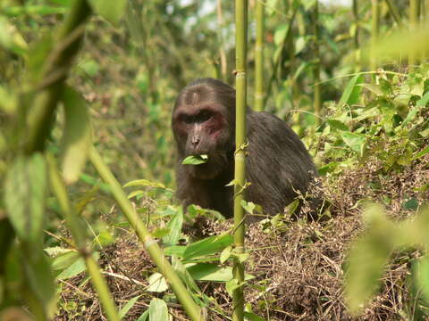 Image of Bear Macaque