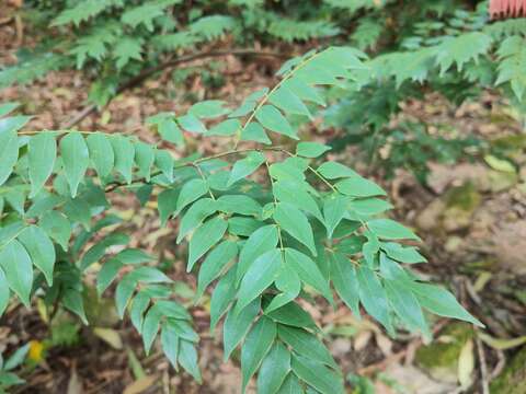 Image of Rourea microphylla (Hook. & Arn.) Planch.