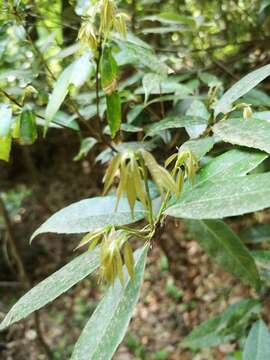 صورة Quercus myrsinifolia Blume