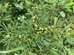 Image of Rhamnus erythroxyloides Hoffmanns.