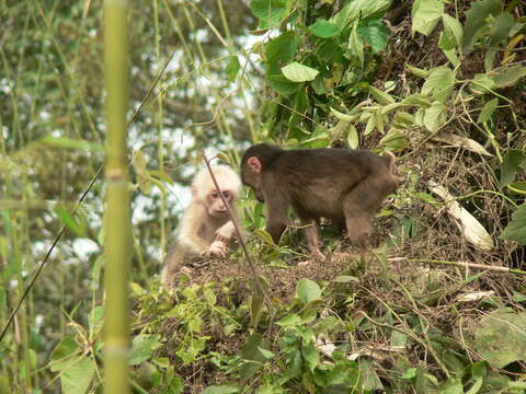 Image of Bear Macaque