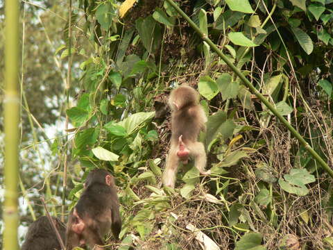 Image of Bear Macaque