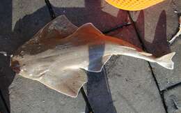Image of Atlantic Angel Shark