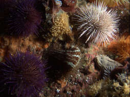 Image of Knobbly anemone