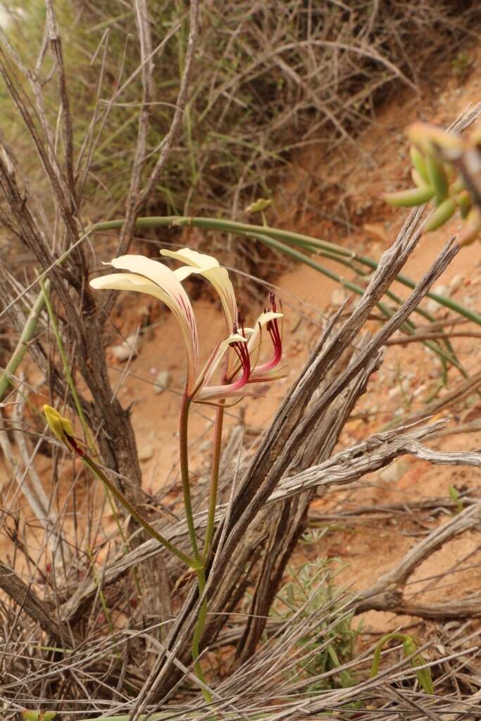 Image of Pelargonium tetragonum (L. fil.) L'Her.