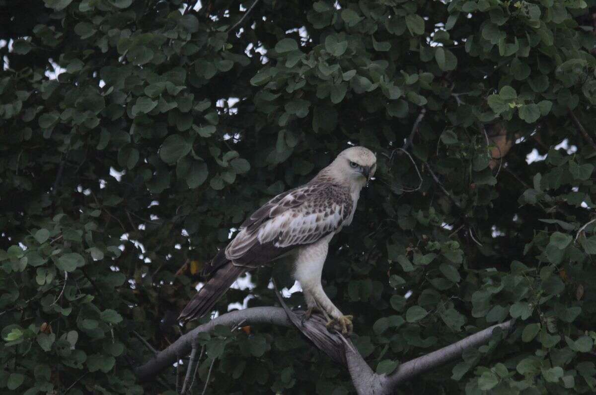 Nisaetus cirrhatus ceylanensis (Gmelin & JF 1788) resmi