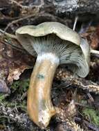 Image of Red Pine Mushroom