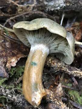 Image of Red Pine Mushroom