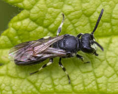 Image of Hylaeus annulatus (Linnaeus 1758)