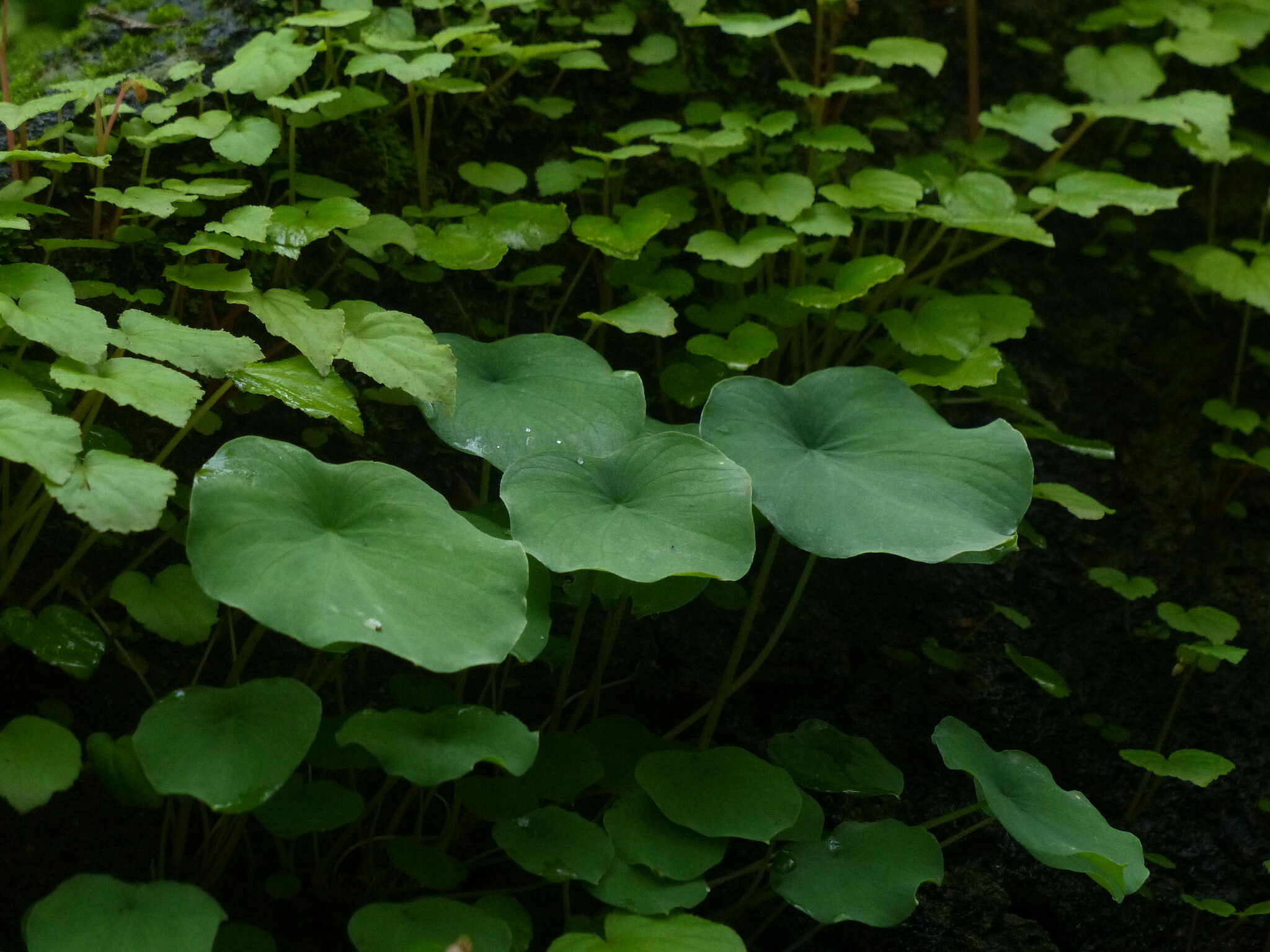 Image of Ariopsis peltata Nimmo