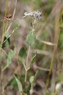 Image of semaphore thoroughwort