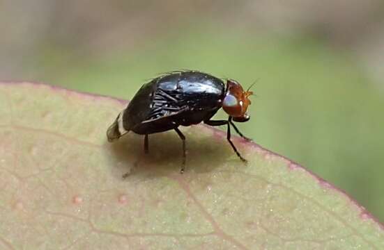 Image of Depressa atrata Malloch 1926