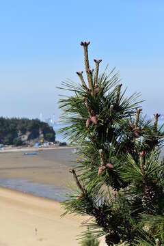 Image of Japanese Black Pine