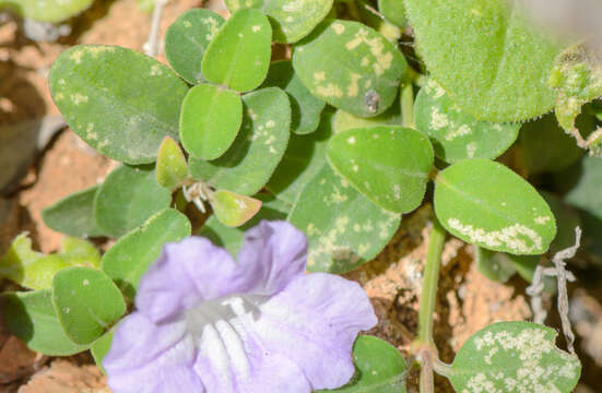 Image of Ruellia insignis Balf. fil.