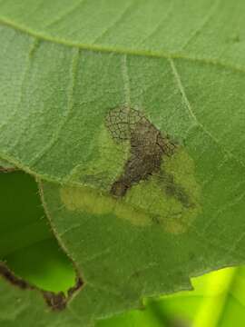 Image of Pecan Leafminer