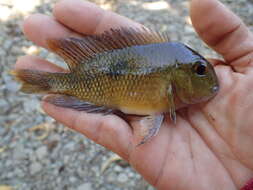 Image of Butterfly cichlid