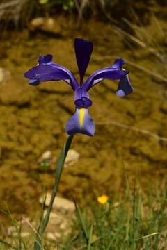 صورة Iris xiphium L.