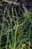 Image de Isolepis inundata R. Br.