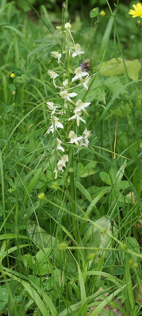 Слика од Platanthera chlorantha (Custer) Rchb.