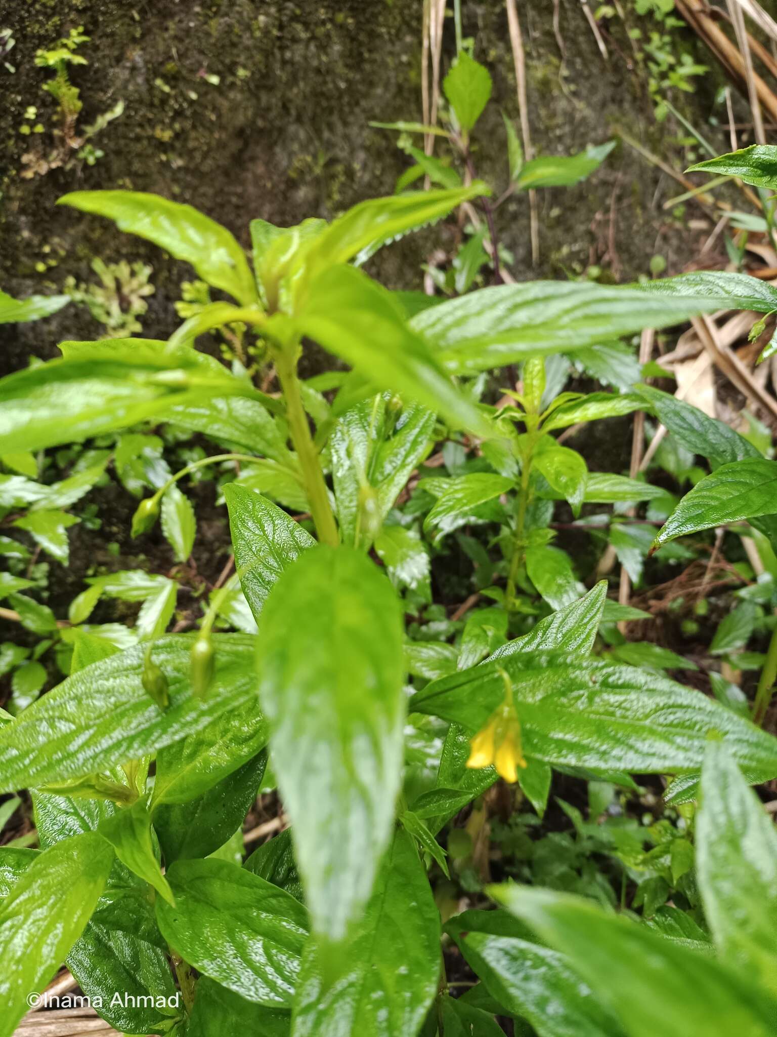 Image of Lysimachia laxa Baudo