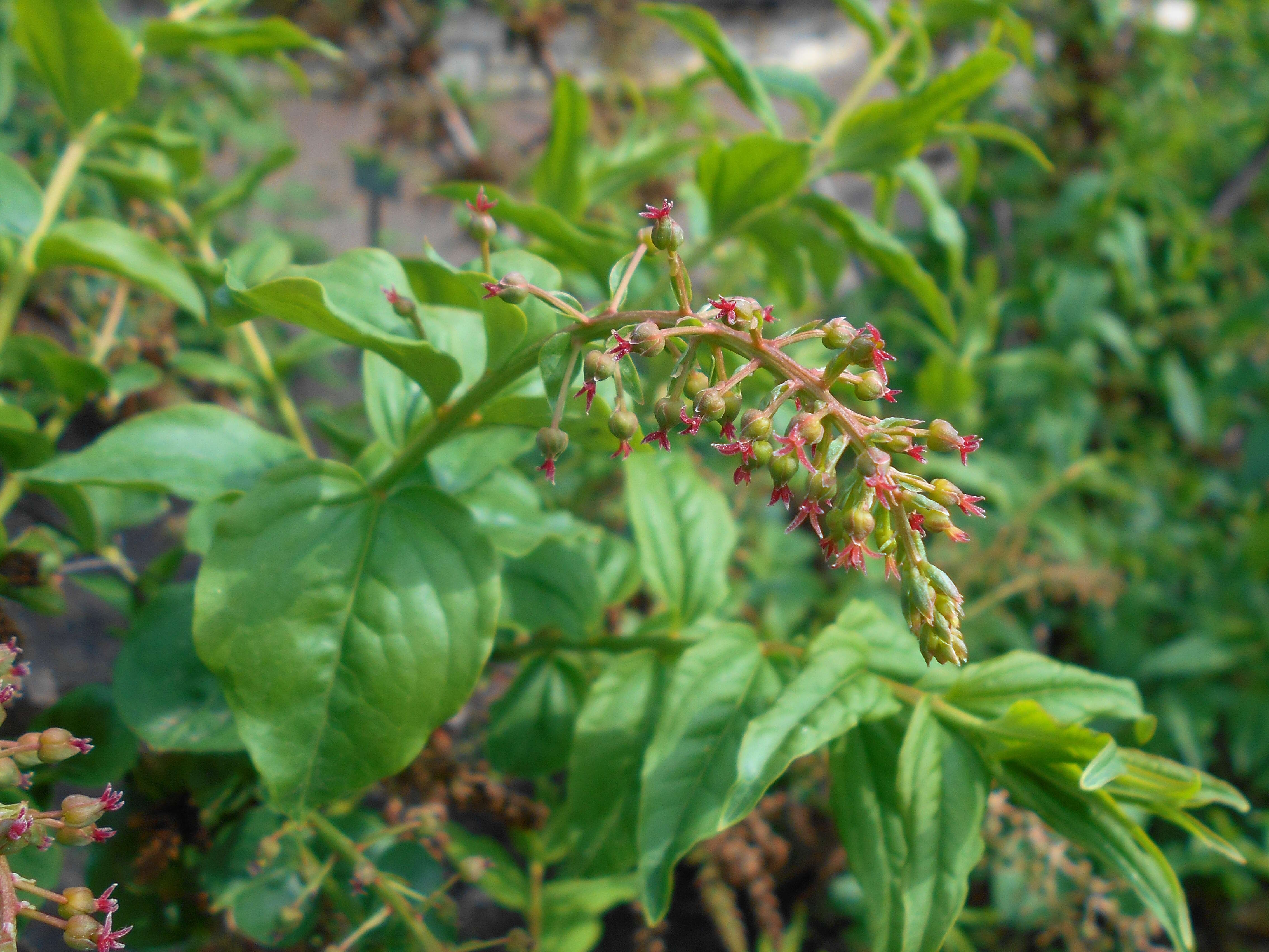 Image of Coriaria nepalensis Wall.