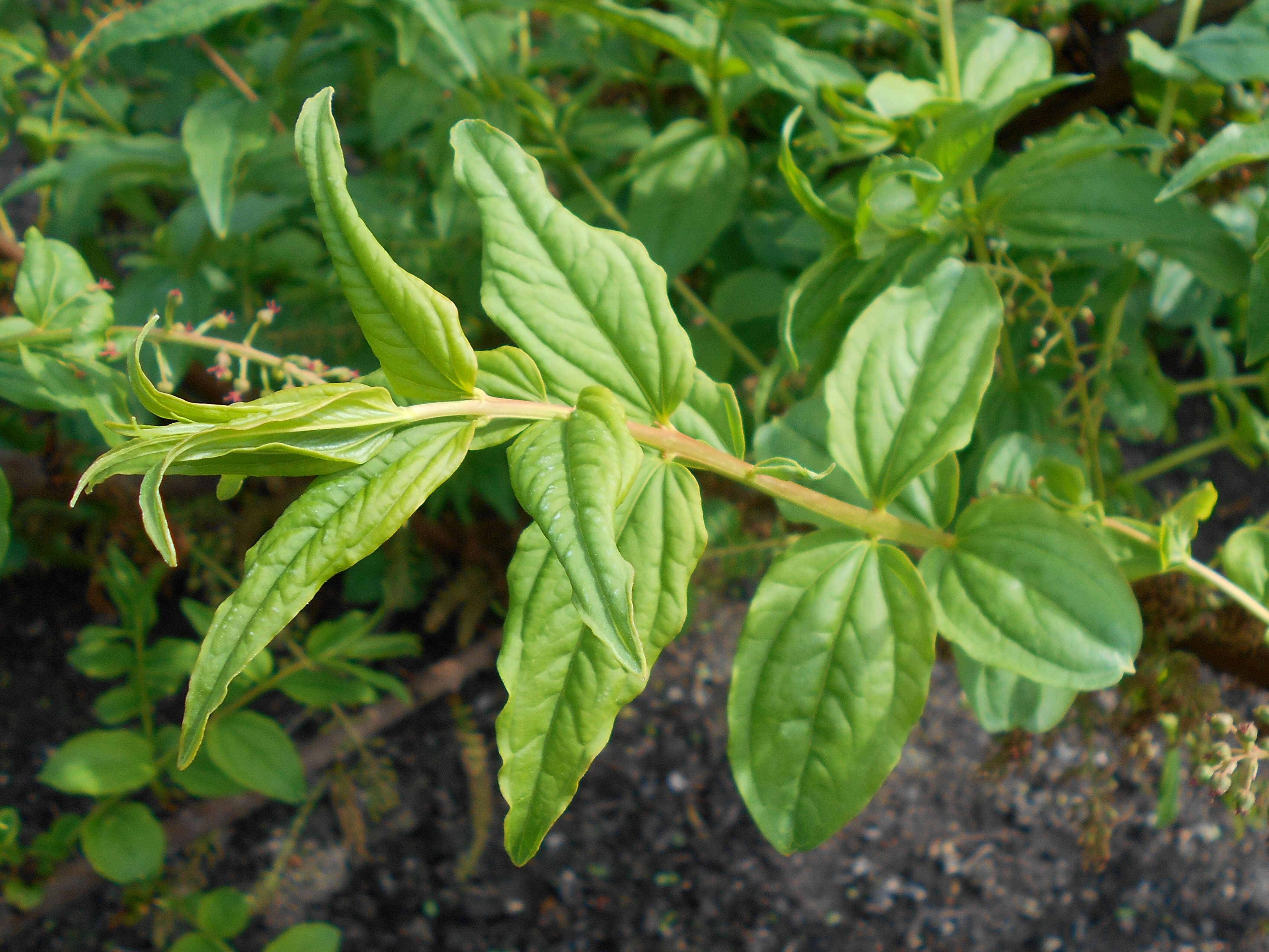 Image of Coriaria nepalensis Wall.