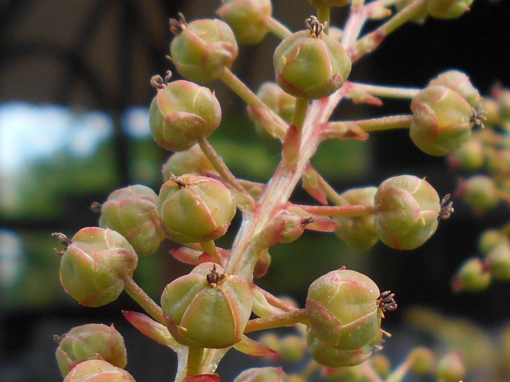 Image of Coriaria nepalensis Wall.