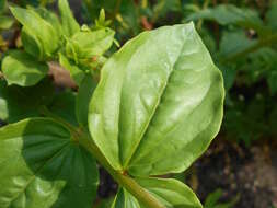 Image of Coriaria nepalensis Wall.