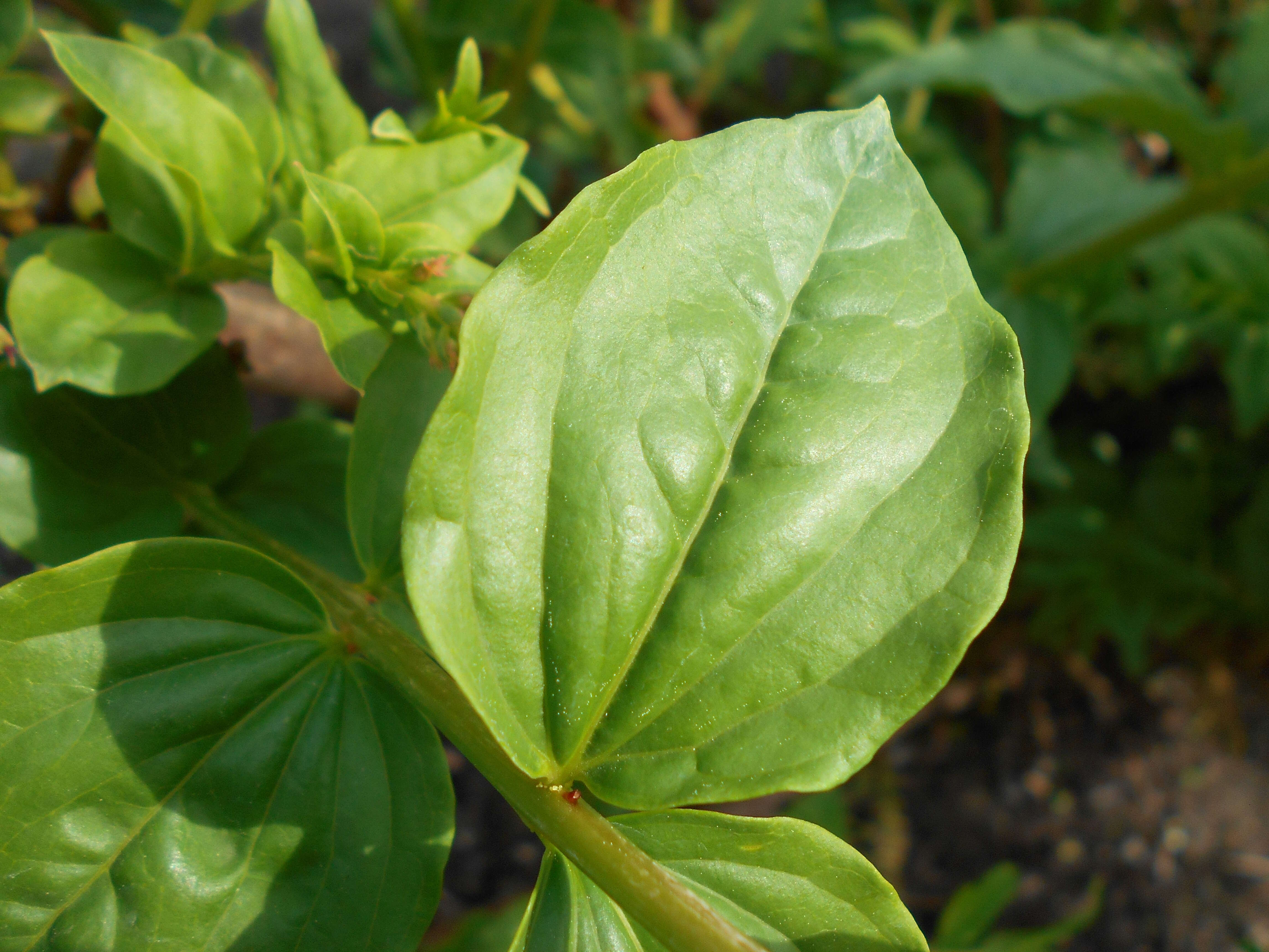 Image of Coriaria nepalensis Wall.