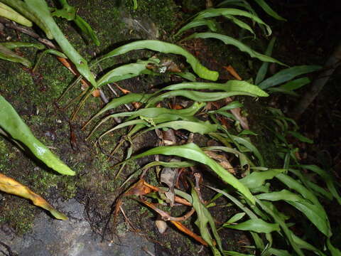 Image of lanceleaf polypody